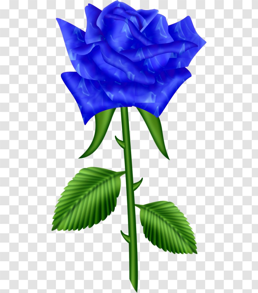 Blue Rose Garden Roses Cabbage Flower Clip Art - Leaf Transparent PNG