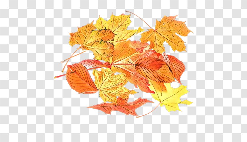 Maple Leaf - Deciduous - Amber Transparent PNG
