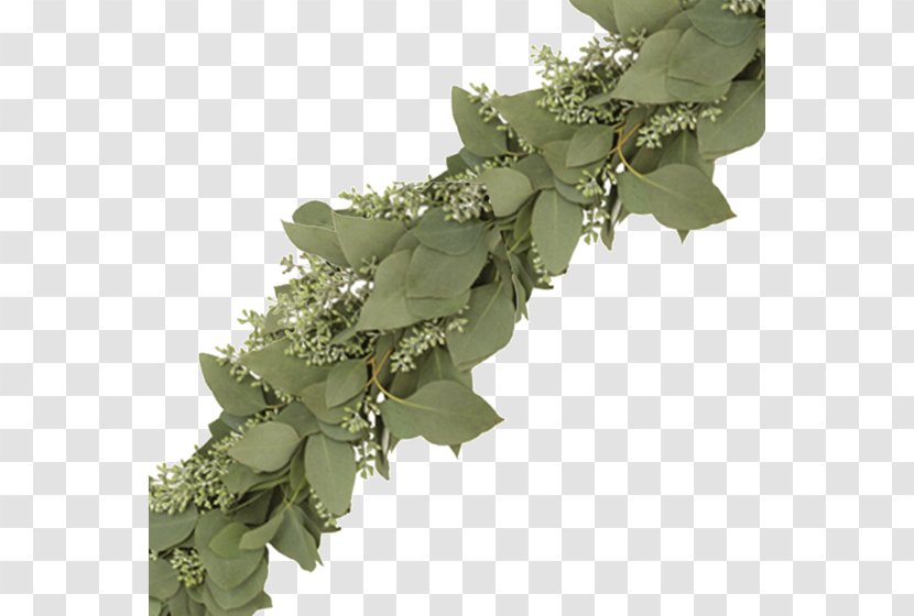 Garland Eucalyptus Cinerea Cut Flowers Plants Leaf - Floral Design Transparent PNG