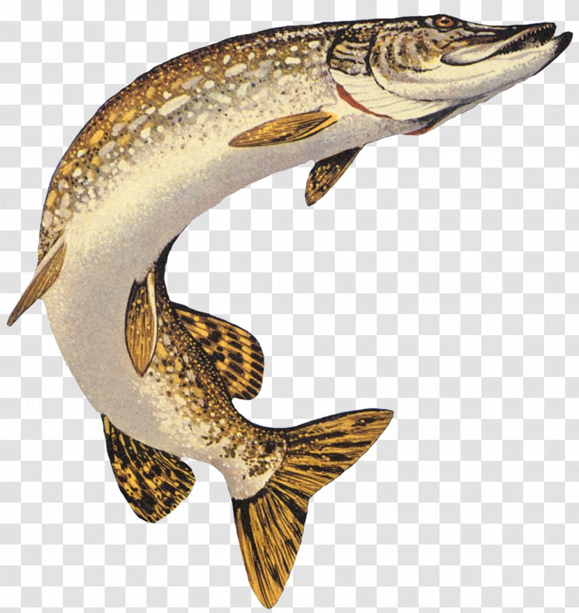 Northern Pike Muskellunge American Pickerel Chain Fishing - Pisces Transparent PNG