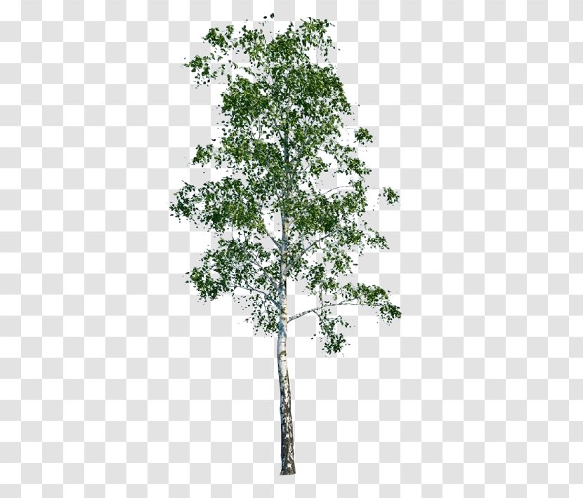 Tree Populus Nigra Architecture - Silver Birch Transparent PNG