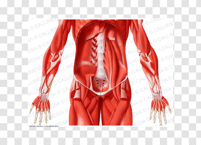 Hip Muscle Illustration Anatomique Tendon Anatomy - Silhouette - Abdomen Transparent PNG