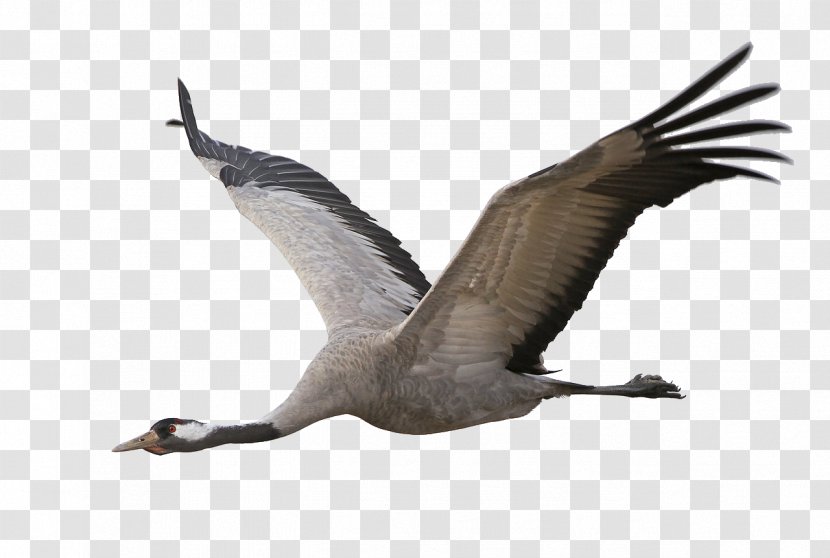 Goose Bird Migration Feather Beak - Limit - Aak Transparent PNG