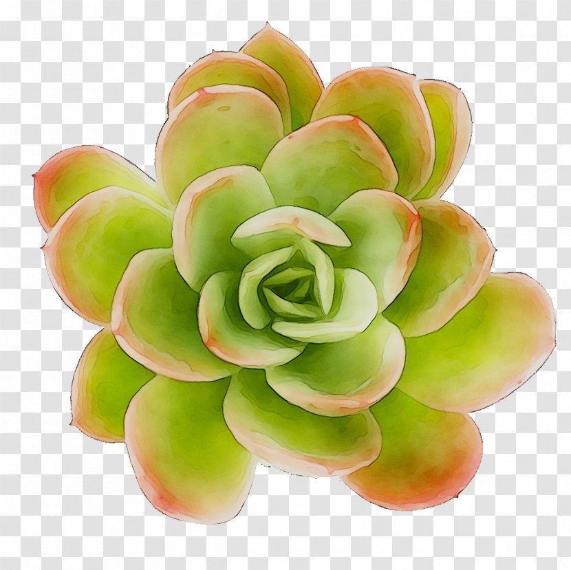 Plants - Pachyphytum Transparent PNG