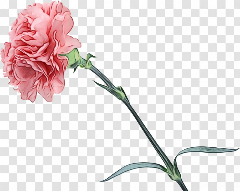Pink Flowers Background - Carnation - Artificial Flower Rose Family Transparent PNG