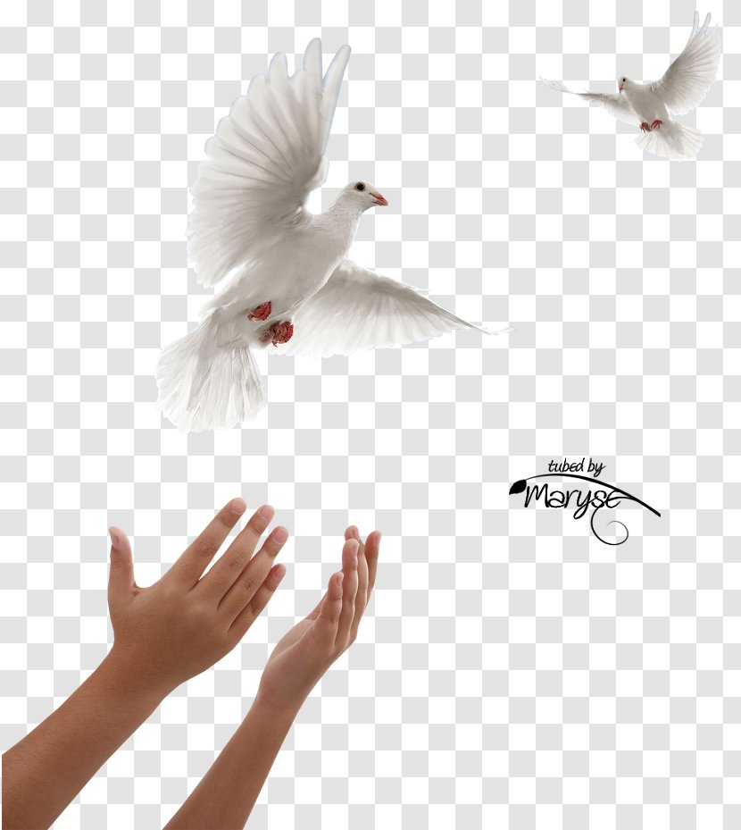 Columbidae Domestic Pigeon Squab Release Dove Doves As Symbols - Feather - Blog Transparent PNG