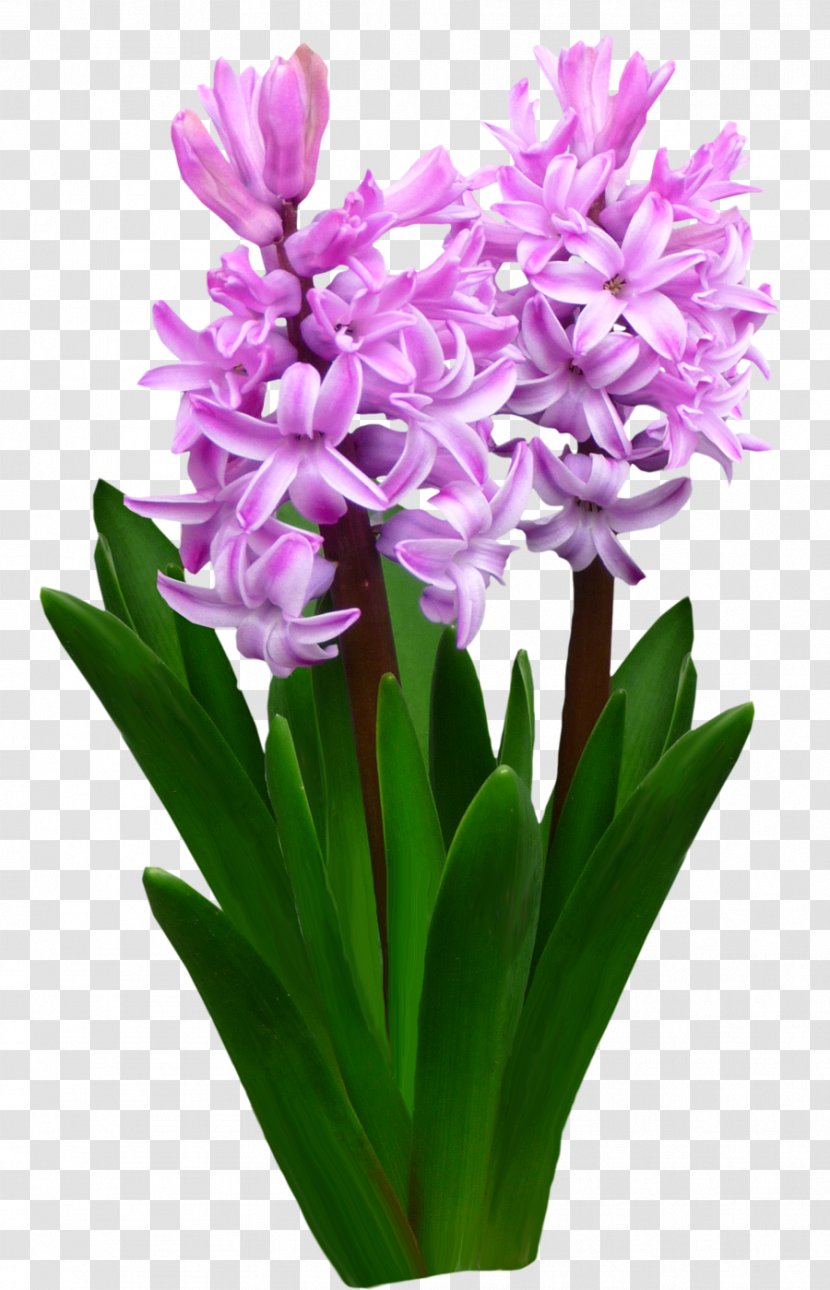 Flower Hyacinth .by - Long Transparent PNG