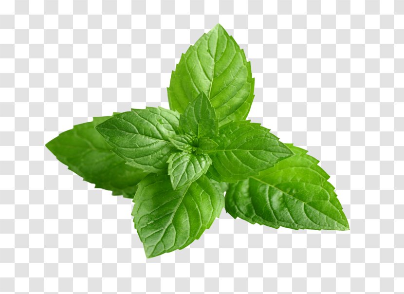 Peppermint Mentha Spicata Mints Mint Leaf Wild - Herbal - Stock Photography Transparent PNG
