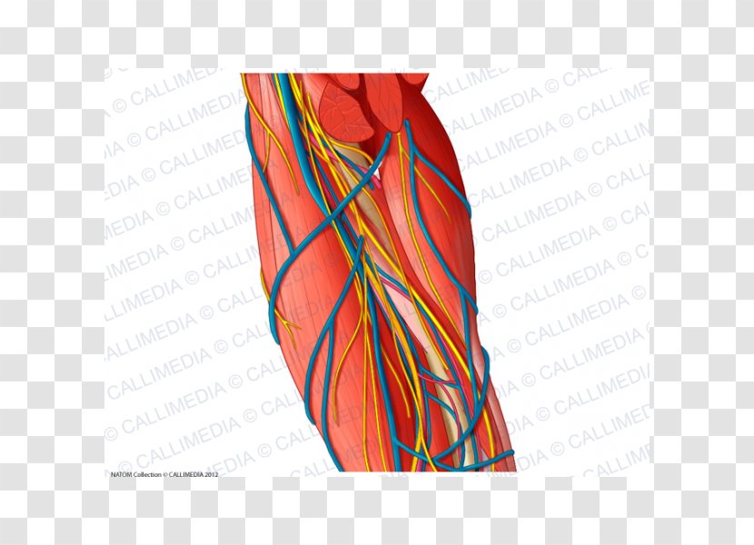 Brachial Artery Ulnar Nerve Augšdelms Vein - Tree - Arm Transparent PNG