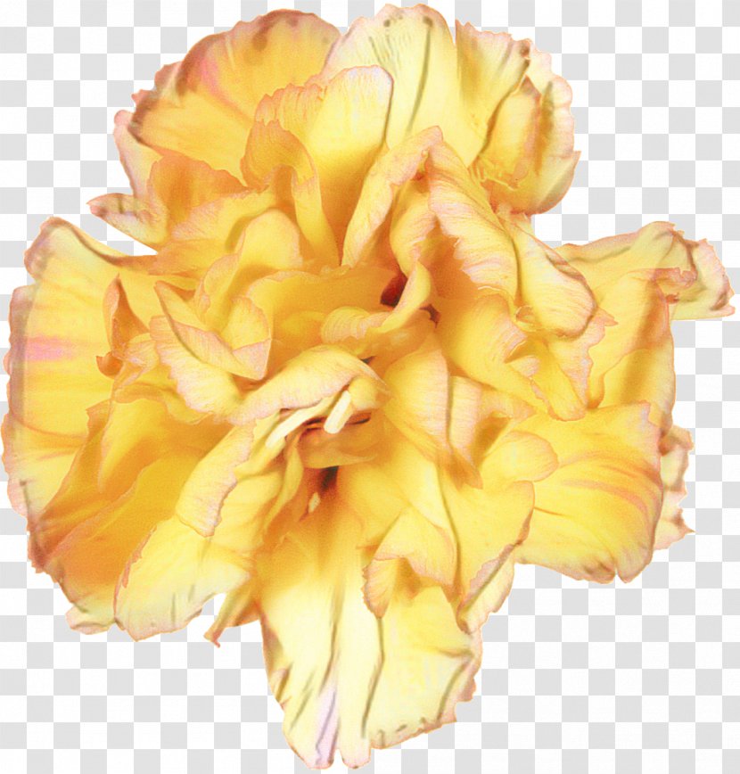 Cut Flowers Petal - Yellow - Orange Transparent PNG