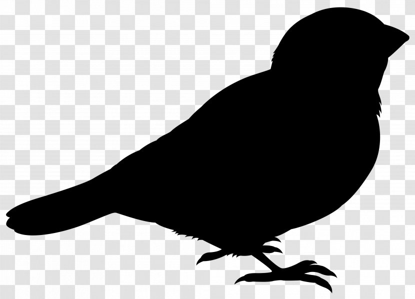 Pigeons And Doves Bird Rock Dove Vector Graphics Silhouette - Crow Transparent PNG