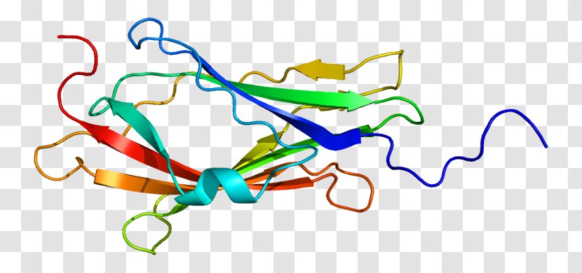 ARHGDIA RHO Protein GDP Dissociation Inhibitor Cdc42 Gene - Frame - Cartoon Transparent PNG