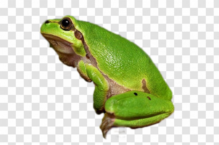 Tree Frog Amphibian Vertebrate Animal Transparent PNG