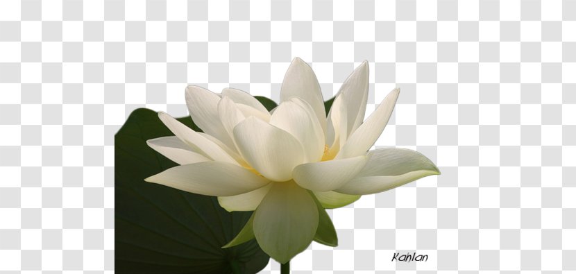 Nelumbo Nucifera Flower Floral Design Watercolor Painting - Lotus Transparent PNG
