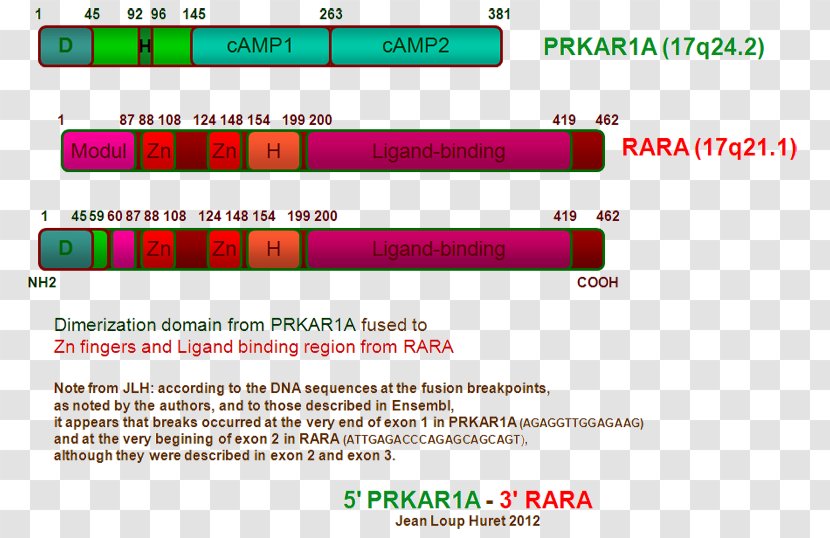 PRKAR1A Protein Kinase A PRKAR1B Exon - Brand - Adrenocortical Carcinoma Transparent PNG