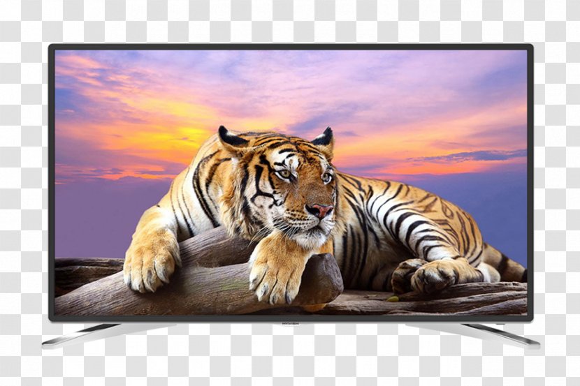 Tiger Wildlife Royalty-free Wallpaper - Fototapeta Transparent PNG