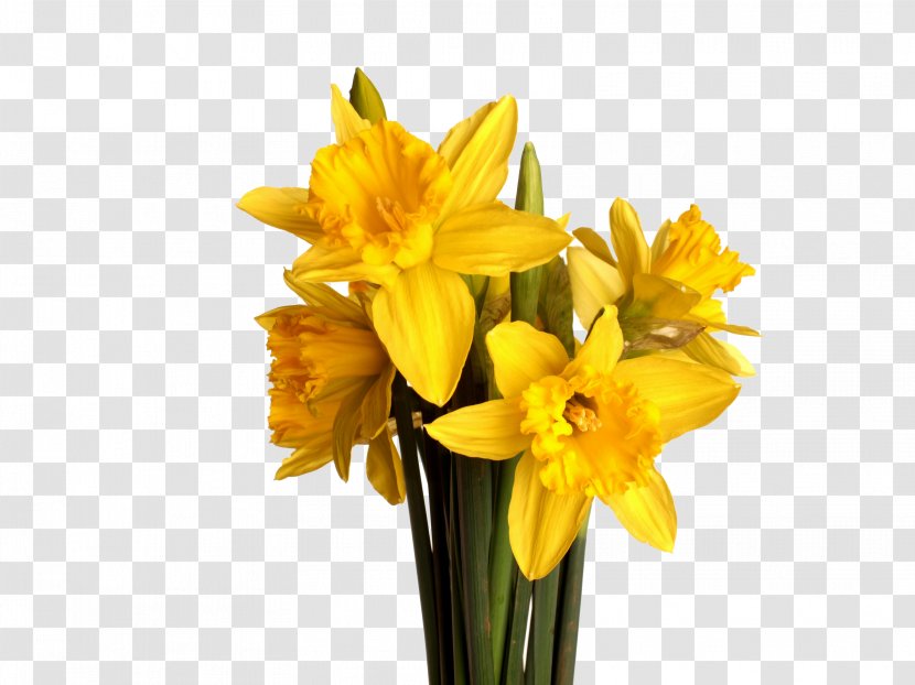 I Wandered Lonely As A Cloud Flower Bouquet Daffodil Yellow - Stock Photography - Of Flowers Transparent PNG