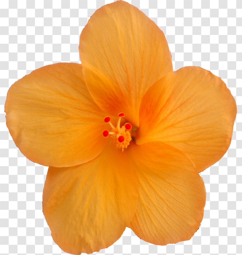 Hibiscus - Petal - Autumn-flowers Transparent PNG