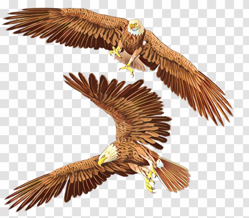 Bird Eagle Of Prey Falcon Kite - Cartoon - Beak Wing Transparent PNG