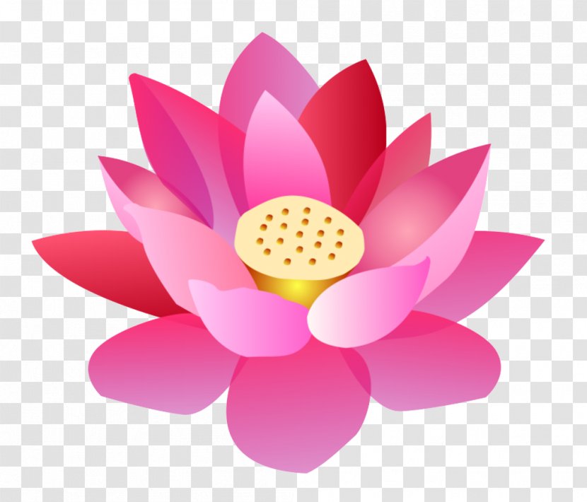 Nelumbo Nucifera Cartoon Flower - Magenta - 2017 Lotus Transparent PNG