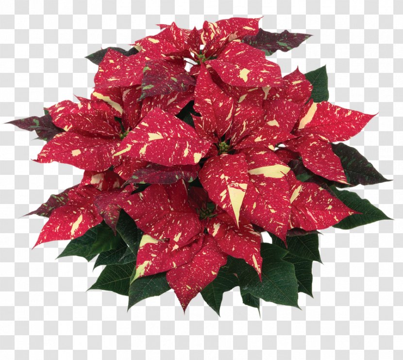 Flower Poinsettia Red Rose Spurges - Plant Transparent PNG