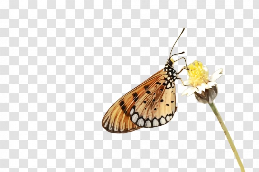 Monarch Butterfly - Lycaenid Brushfooted Transparent PNG
