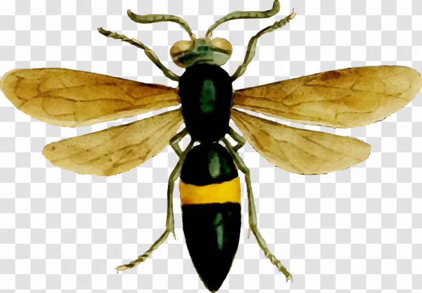 Hornet Insect Bees Wasp Cartoon Transparent PNG