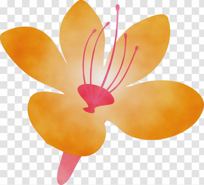 Orange Transparent PNG