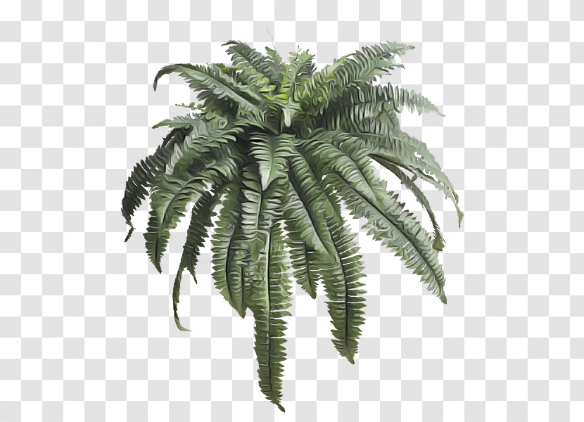 Palm Tree Transparent PNG