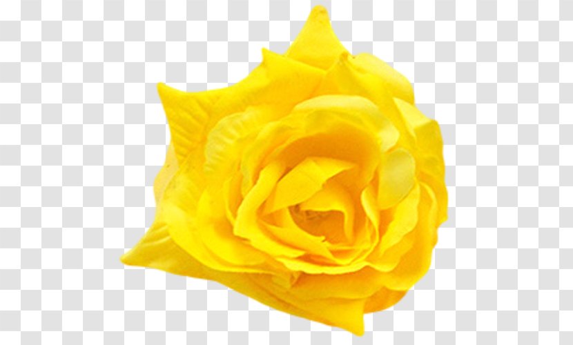 Petal Flower Garden Roses Yellow - Cut Flowers - Peach Petals Transparent PNG