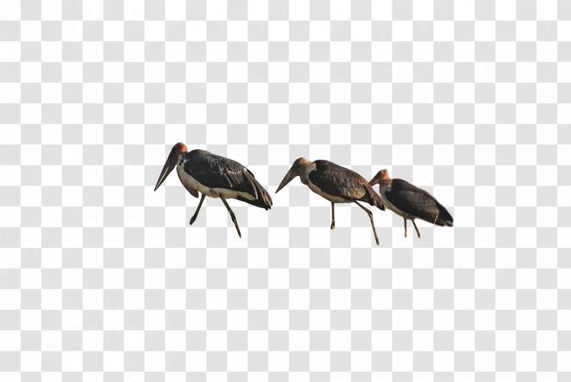 Insect Birds Weevil Ibis Crane Transparent PNG