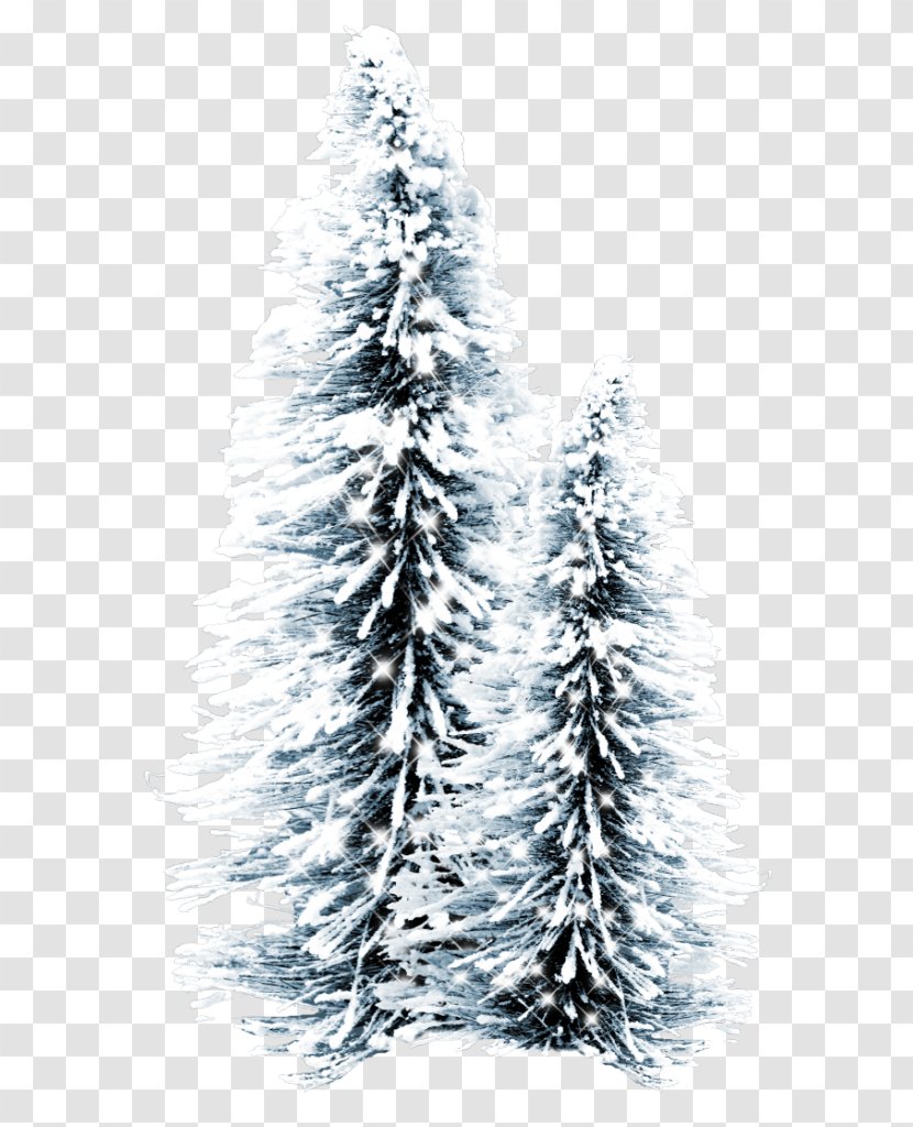 Spruce Christmas Tree Fir Transparent PNG