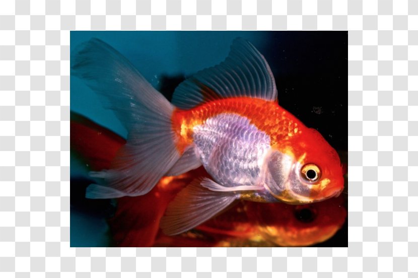 Goldfish Aquariums Feeder Fish Marine Biology Fauna - Carassius Auratus Transparent PNG