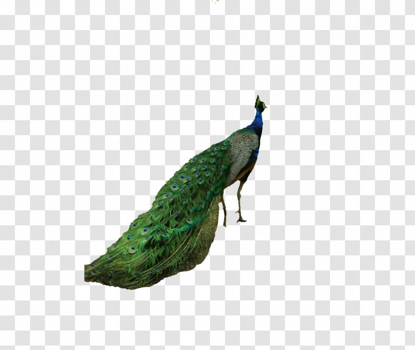 Peafowl Tiger Bird Computer File - Peacock Transparent PNG