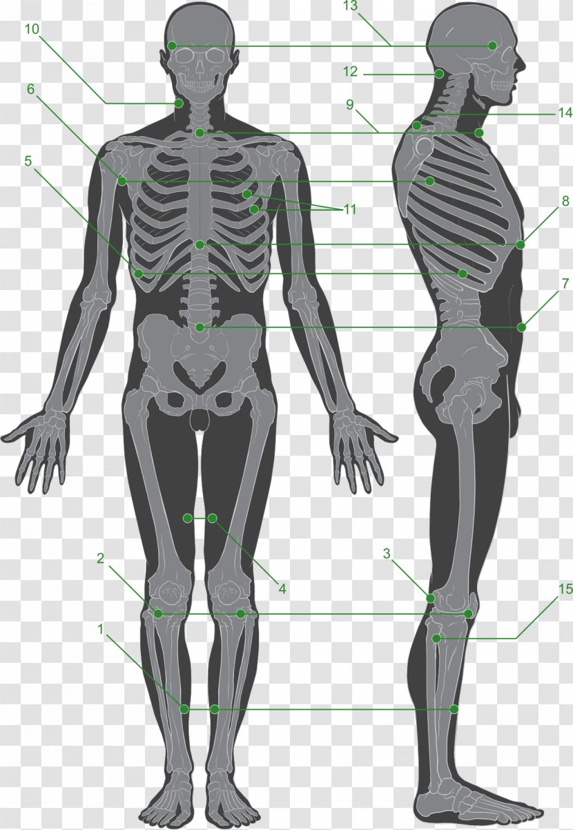 Low Back Pain Sciatica Sciatic Nerve Transcutaneous Electrical Stimulation - Silhouette - Corpo Humano Transparent PNG