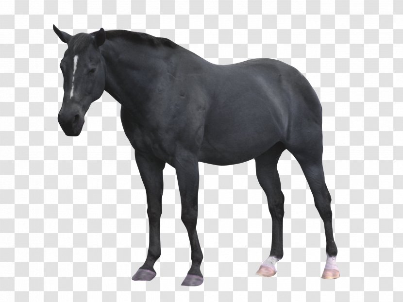 Mustang Stallion Colt Mare - Drawing - Cartoon Horse Transparent PNG