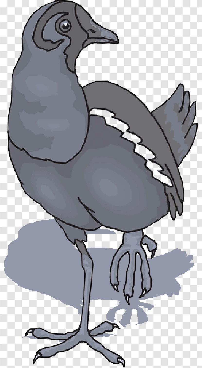 Duck Swans Bird Chicken - Goose - Birds Shadow Transparent PNG