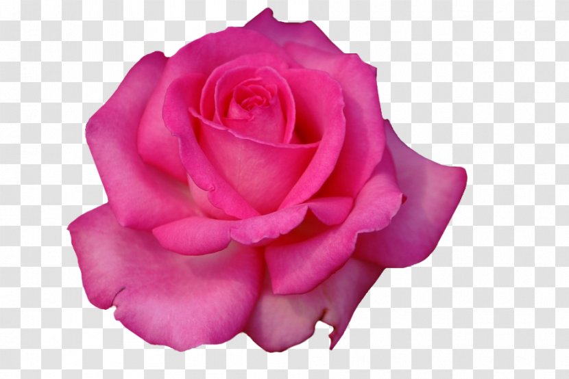 Garden Roses Cabbage Rose Floribunda Petal Cut Flowers - Background Transparent PNG