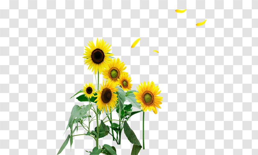 Common Sunflower - Seed Transparent PNG