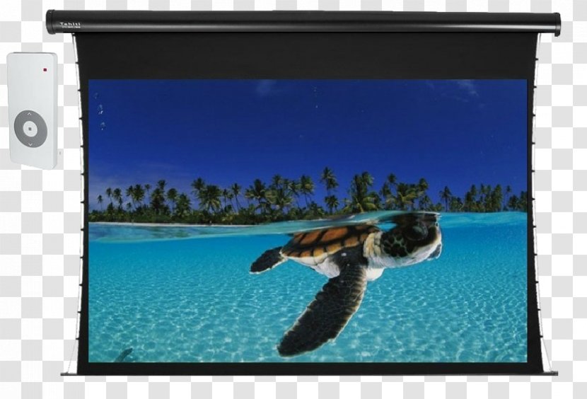 Hol Chan Marine Reserve Sea Turtles Hatching Reptile - TELA Transparent PNG