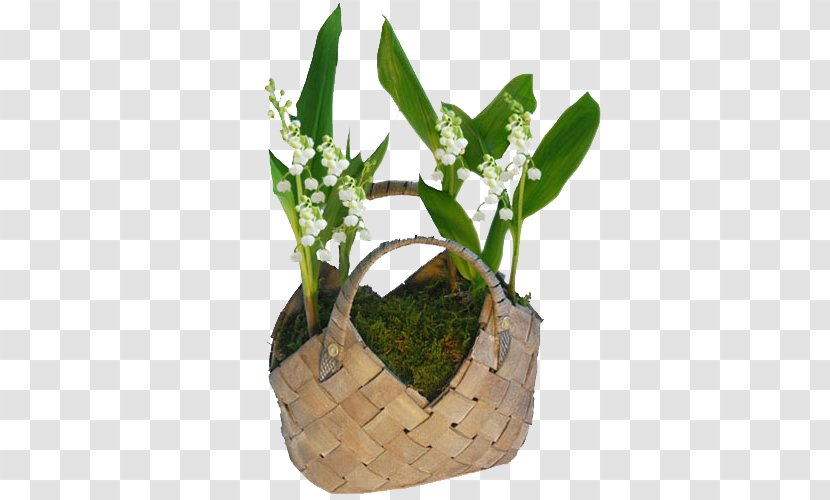 Flower Letter - Bamboe - Bamboo Basket Plant Transparent PNG