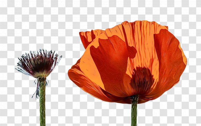 Blossom Background - Flower - Wildflower Poppy Family Transparent PNG