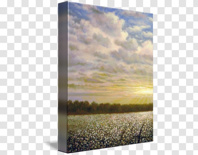 Mississippi Delta Painting Energy Picture Frames - Cotton Field Transparent PNG