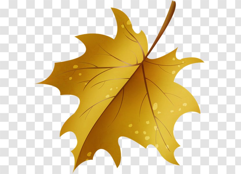 Maple Leaf - Plant Transparent PNG