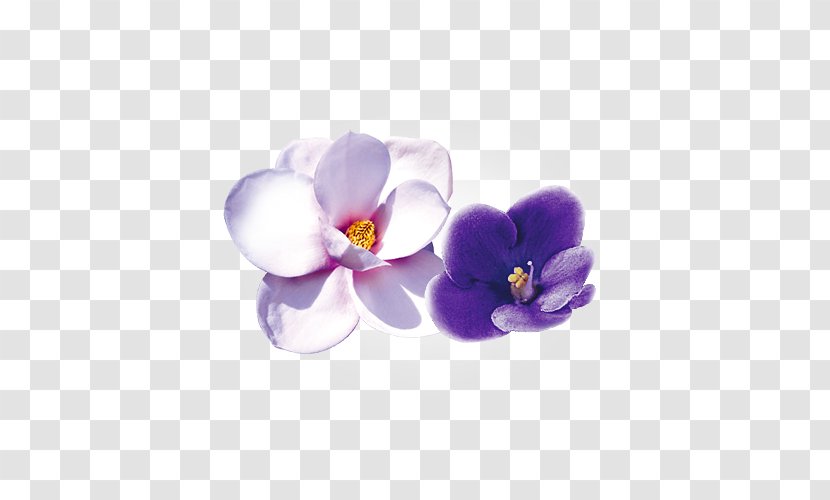 Flower Violet Moth Orchids Petal - Family Transparent PNG