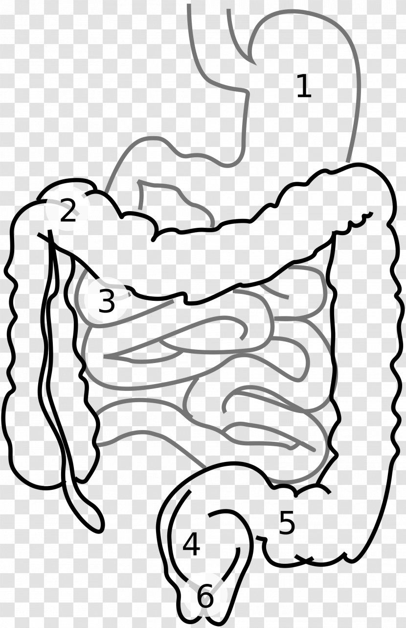 Large Intestine Small Gastrointestinal Tract Digestion Clip Art - Flower - Heart Transparent PNG
