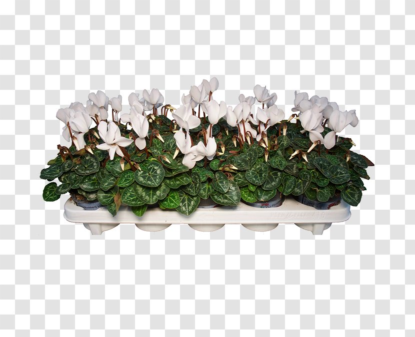 Cyclamen Fa. P.A.M. Van Os Houseplant Flowerpot Kleine Achterweg - Buttercup - Peter Merksteijn Jr Transparent PNG