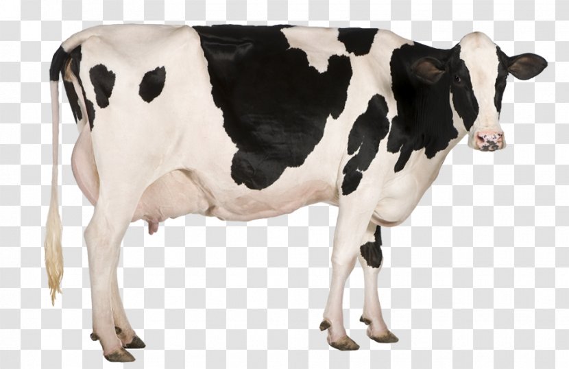 Holstein Friesian Cattle Milk Dairy Farming - Cow Transparent PNG