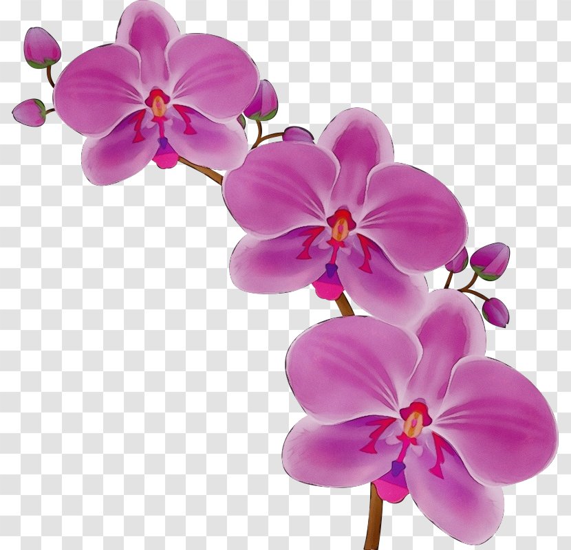 Flower Flowering Plant Petal Moth Orchid Pink - Magenta Purple Transparent PNG