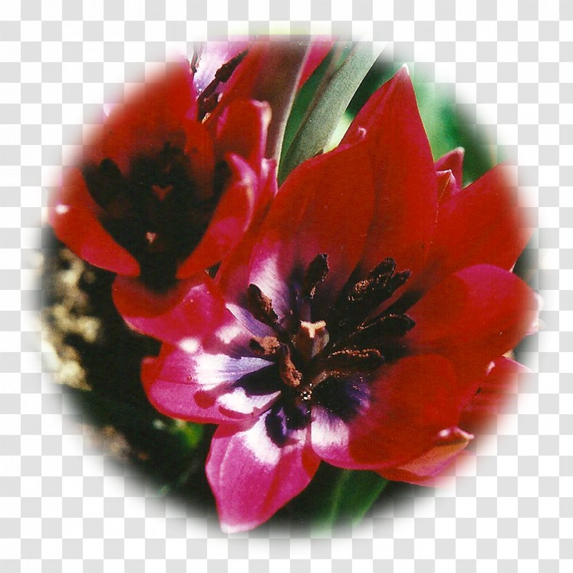 Tulip Essence Flower Intuition Birth - Lily Of The Valley Transparent PNG